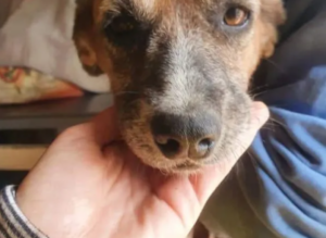 Dog Adoption Questions to Ask Before You Adopt a Dog